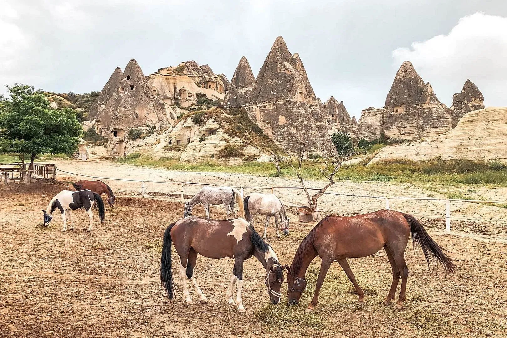 Balade à cheval d'une heure - Photo 4